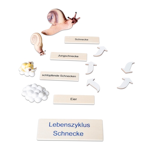 Lebenszyklus Schnecke in der Holzbox