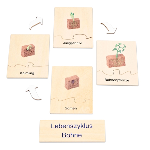 Lebenszyklus Pflanze in der Holzbox