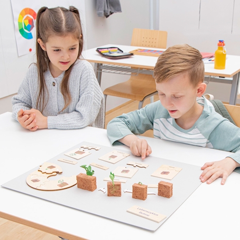 Lebenszyklus Pflanze in der Holzbox