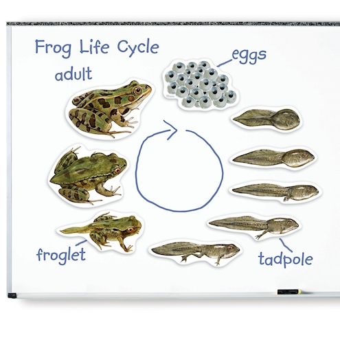 Lebenszyklus Frosch magnetisch Demonstrations Set