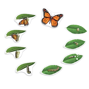 Lebenszyklus Schmetterling magnetisch, Demonstrations Set