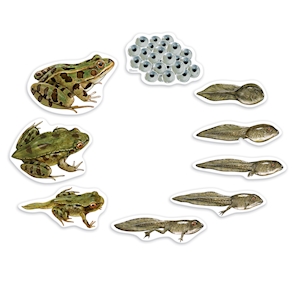 Lebenszyklus Frosch magnetisch Demonstrations Set